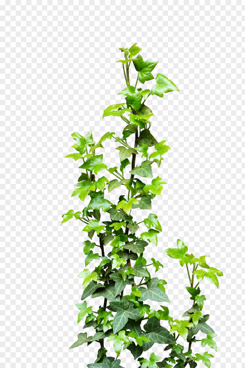 Ivy Vine Plant Clip Art PNG