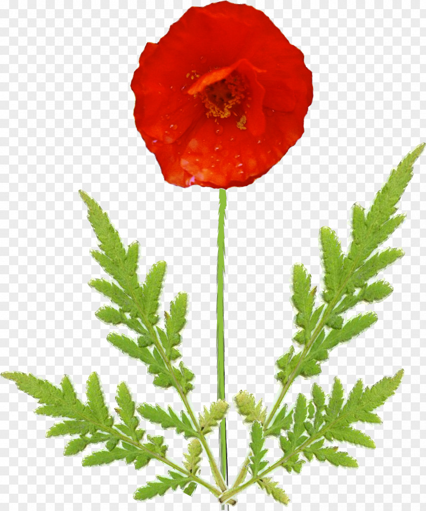 Poppy Common Flower Petal Plant Stem PNG