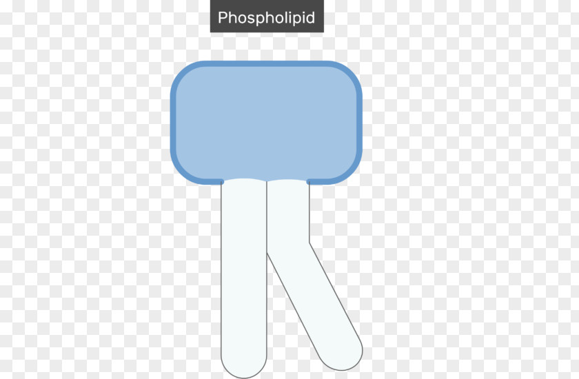 Lipid Bilayer Cell Membrane Biological Phospholipid PNG