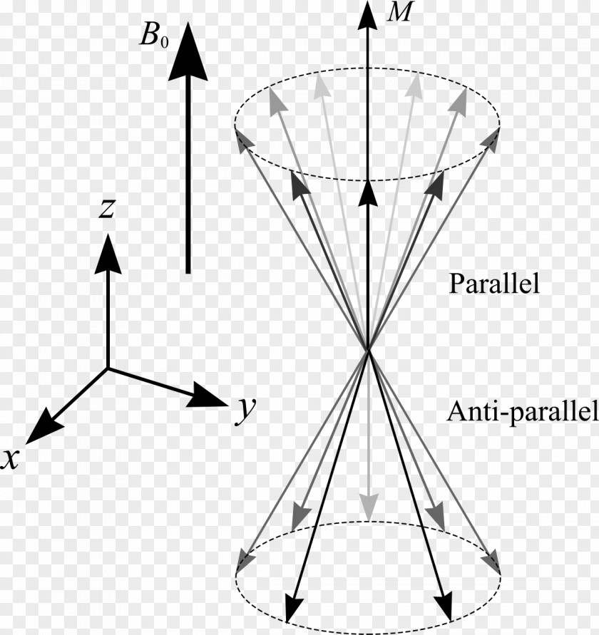 Nuclear Magnetic Resonance Imaging Magnetization Field Spin–spin Relaxation PNG