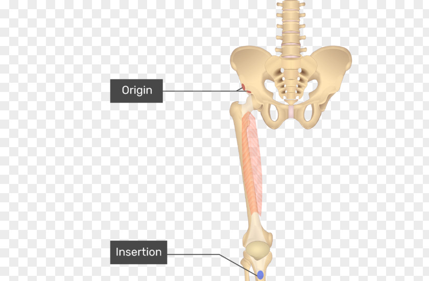 Pectineus Muscle Anatomy Gracilis Sartorius Adductor Longus PNG