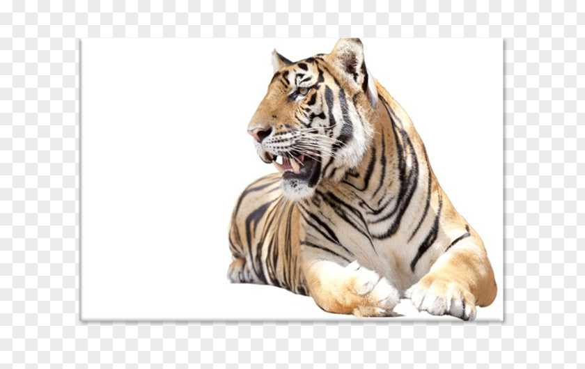 Tiger Royalty-free Stock Photography Installation Art PNG