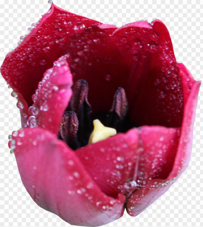 Tulip Flower Liliaceae Plant PNG