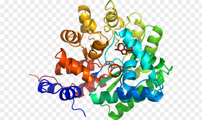 Adenosine Deaminase Zalpha Domain Bile Salt-dependent Lipase Candida Antarctica Enzyme Gastric PNG