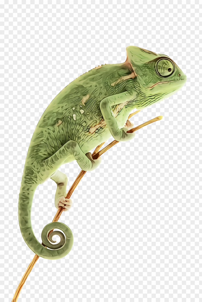 Anole Scaled Reptile Chameleon Lizard Iguania Common PNG