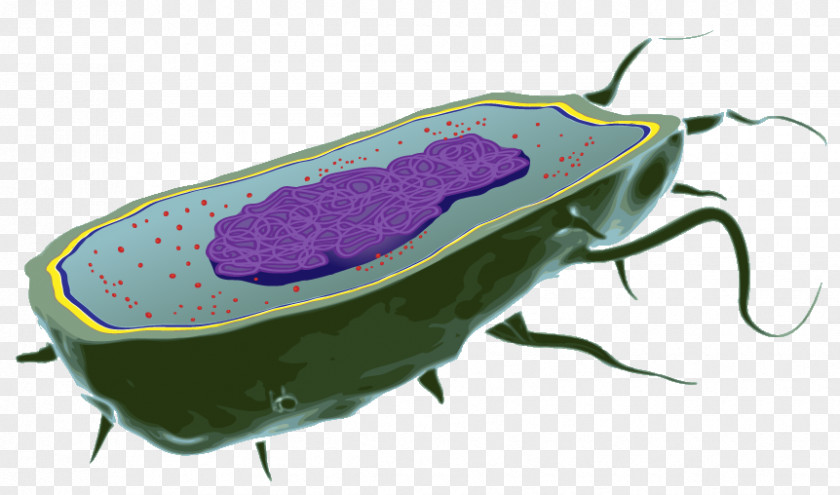 Bacterial Cell Structure Biology Organism PNG