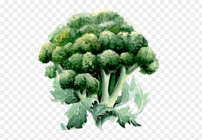 Broccoli Watercolor Painting Drawing Illustration PNG