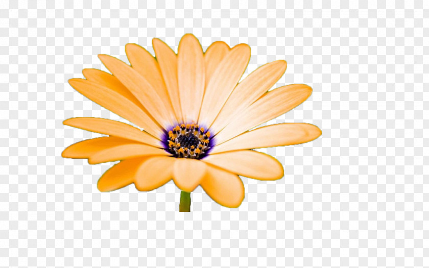 Chrysanthemum Bloom Clip Art PNG