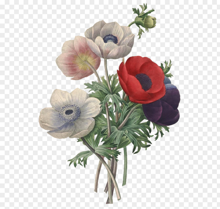 Flower Pierre-Joseph Redouté (1759-1840) Romantic Roses: Redouté's Roses Choix Des Plus Belles Fleurs Illustration PNG