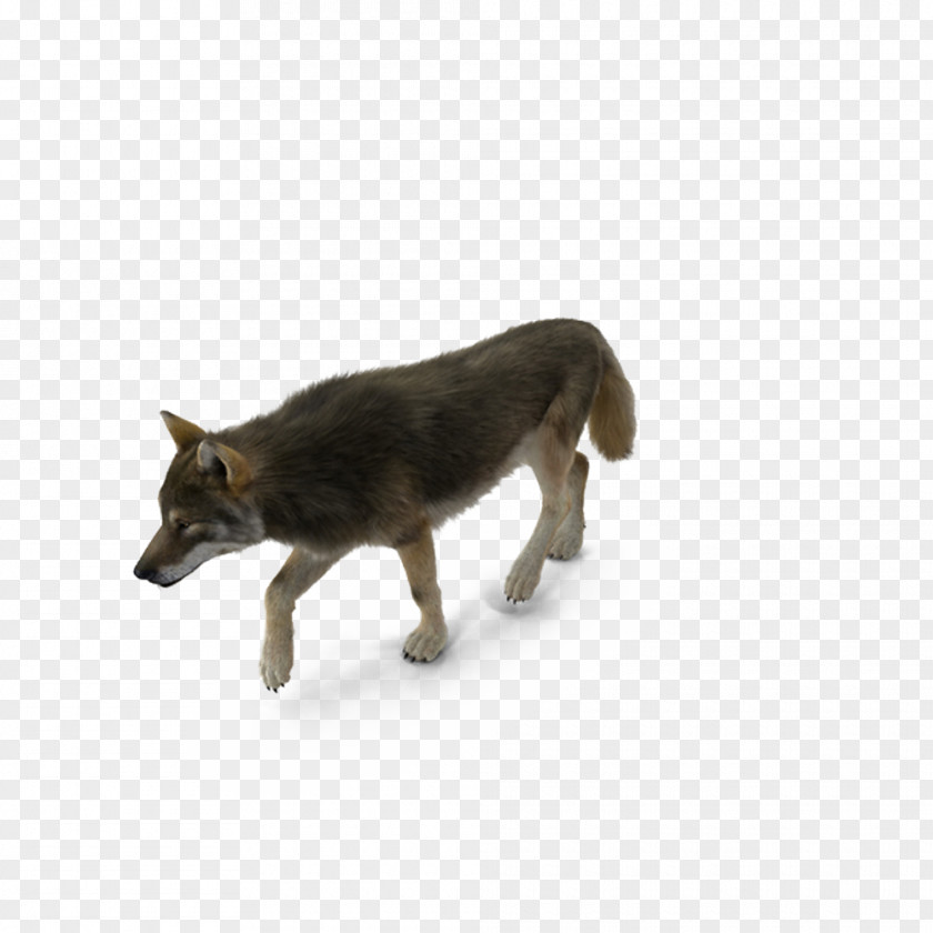 Grey Wolf Dog Breed Coyote PNG
