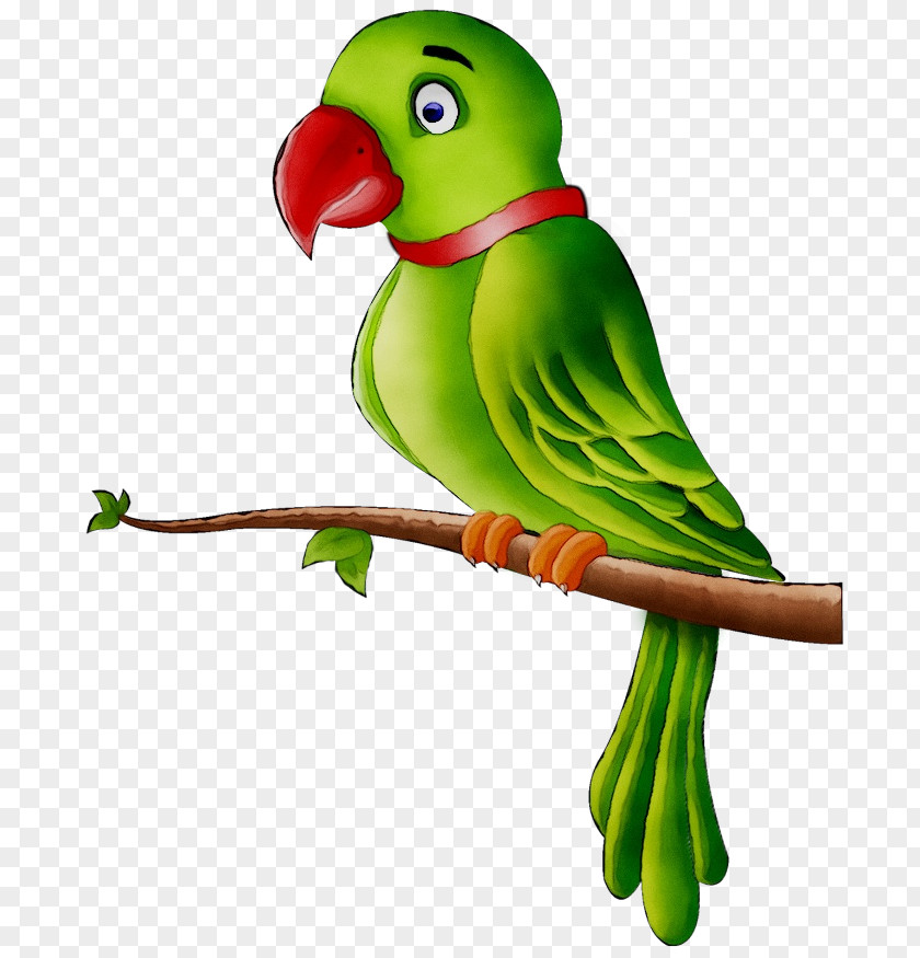 Bird Clip Art Macaw Budgerigar PNG