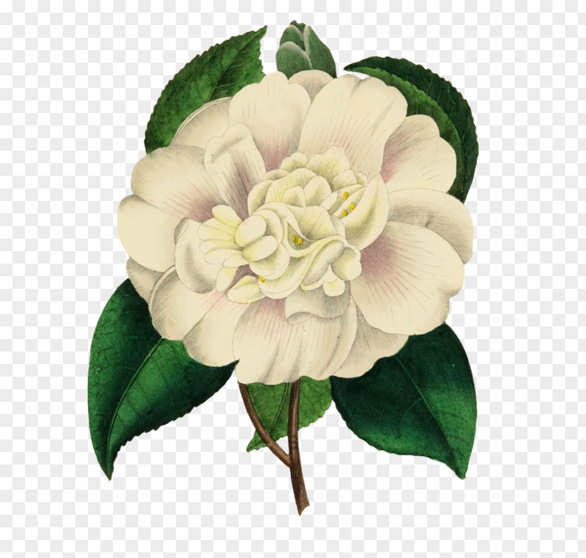 Botany Botanical Illustration Cabbage Rose PNG