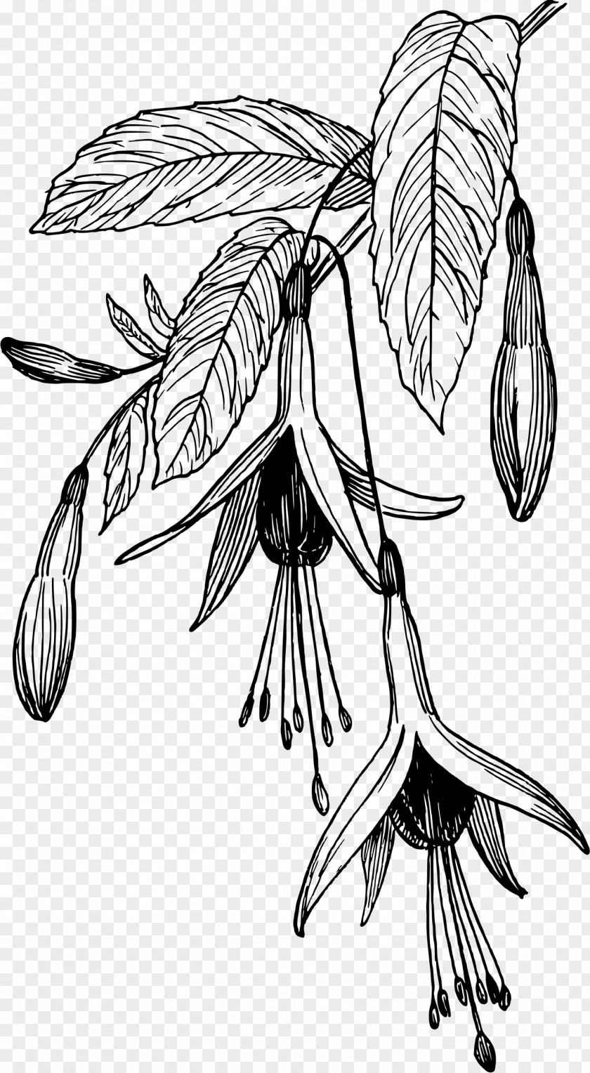 Fuchsia Frame Drawing Flower Clip Art PNG