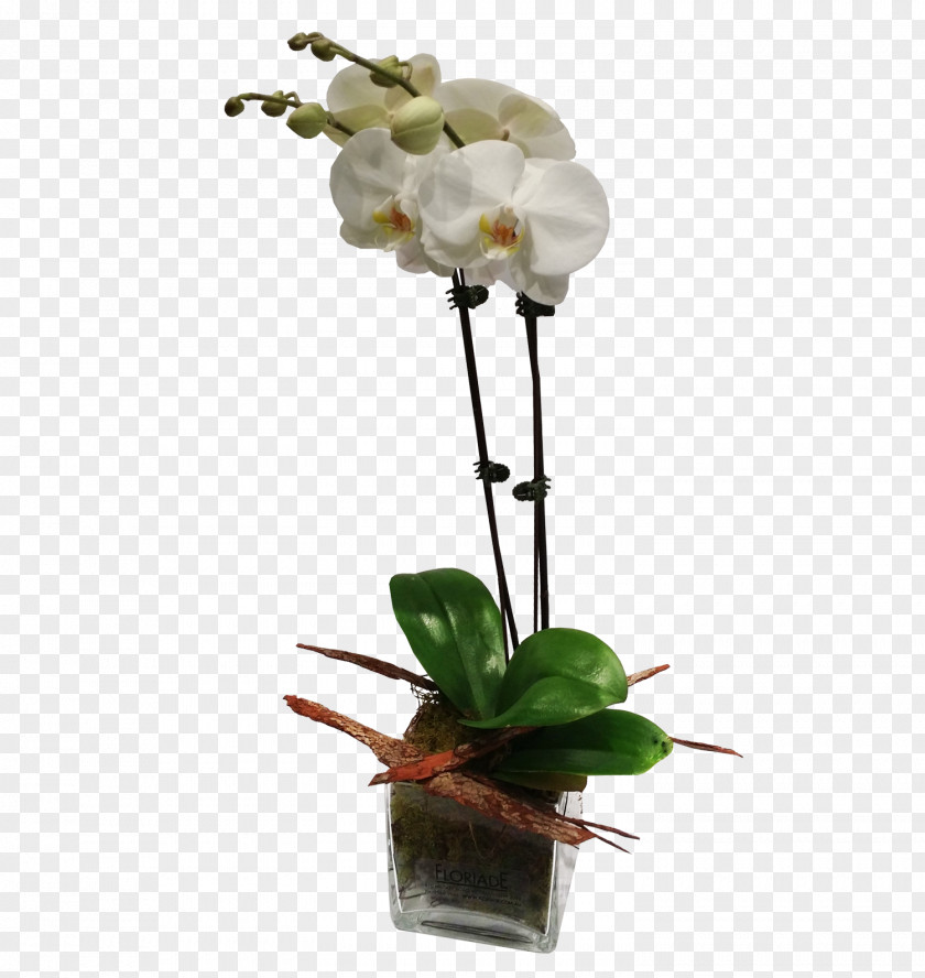 Orchids Flower Moth Plant Stem PNG