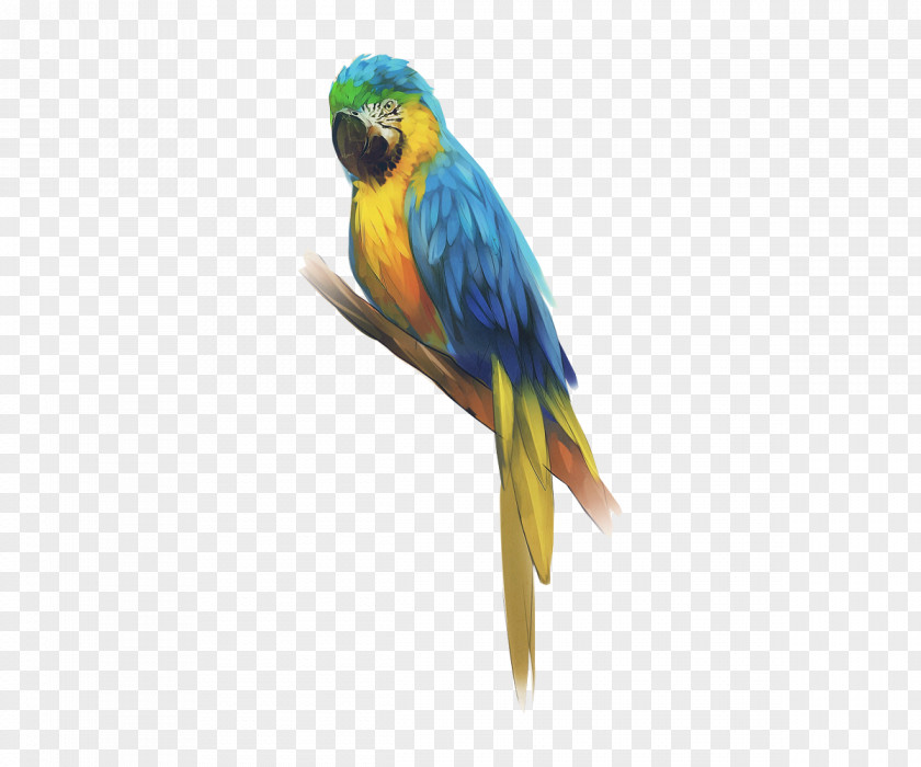 Bird Budgerigar Sketch Macaw Parakeet PNG