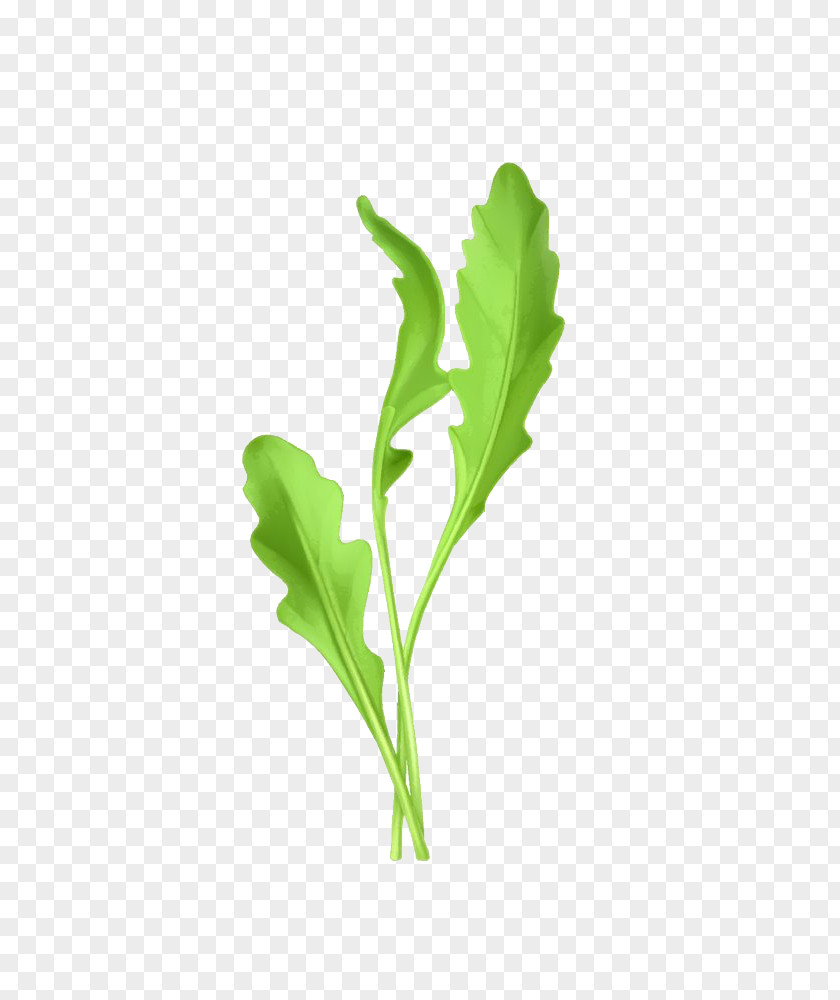 Cartoon Chrysanthemum Image Arugula Euclidean Vector Vegetable Illustration PNG