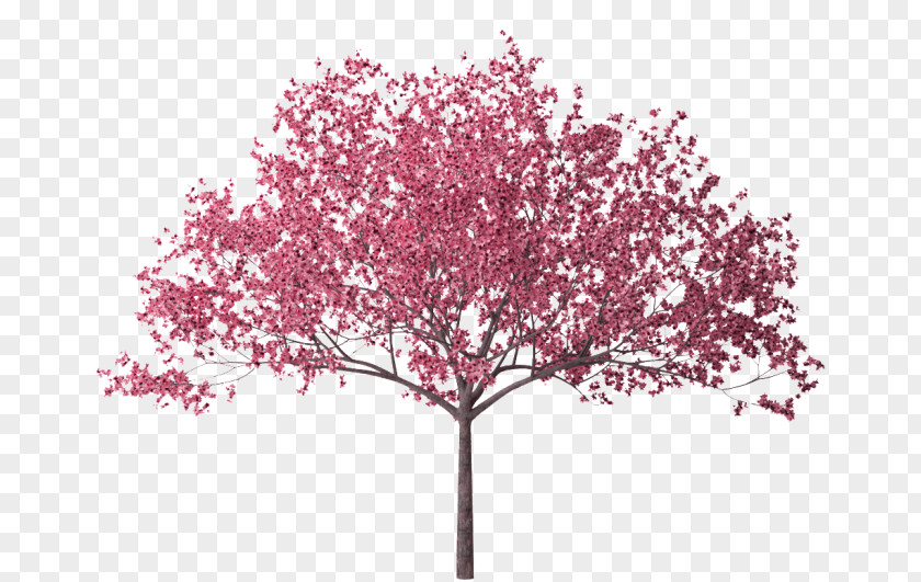 Cherry Tree Branch Blossom PNG