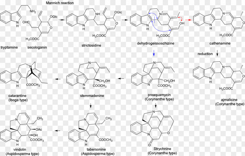 Drug Class Indole Alkaloid Biosynthesis Terpenoid PNG
