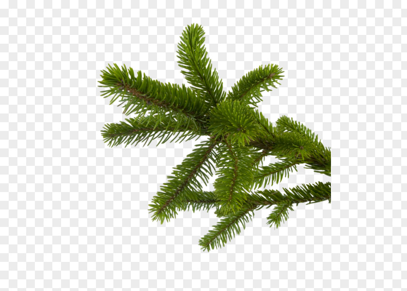 Fir Clip Art PNG