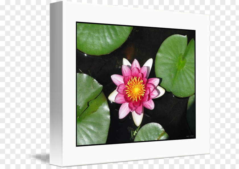 Flower Petal Flowering Plant Floral Design Imagekind PNG