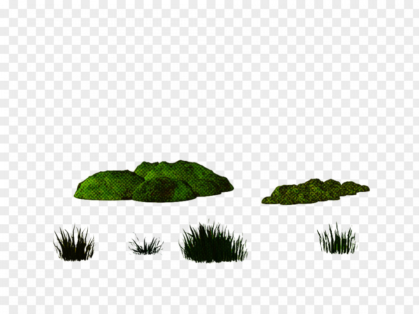 Green Leaf Grass Plant Non-vascular Land PNG