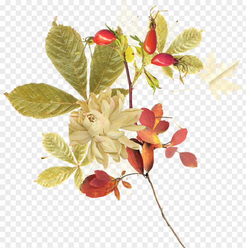 Autumn Flower Rose PNG