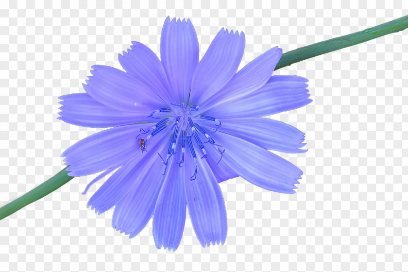Cosmos Chicory PNG