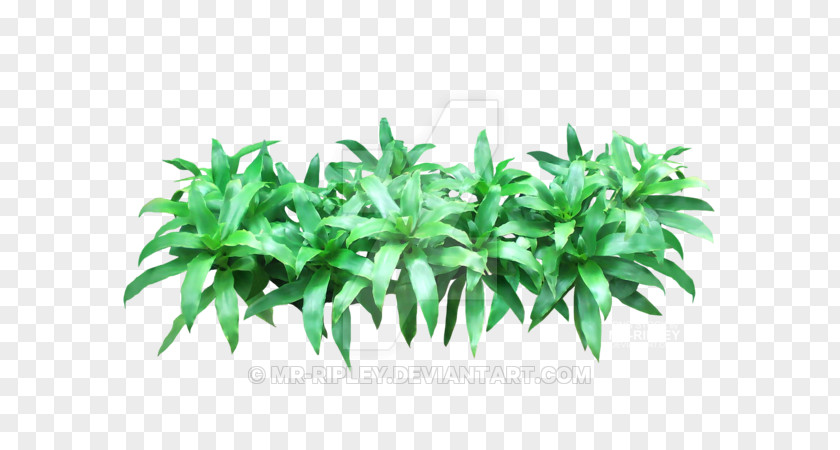 Leaf Flowerpot Herb Tree PNG