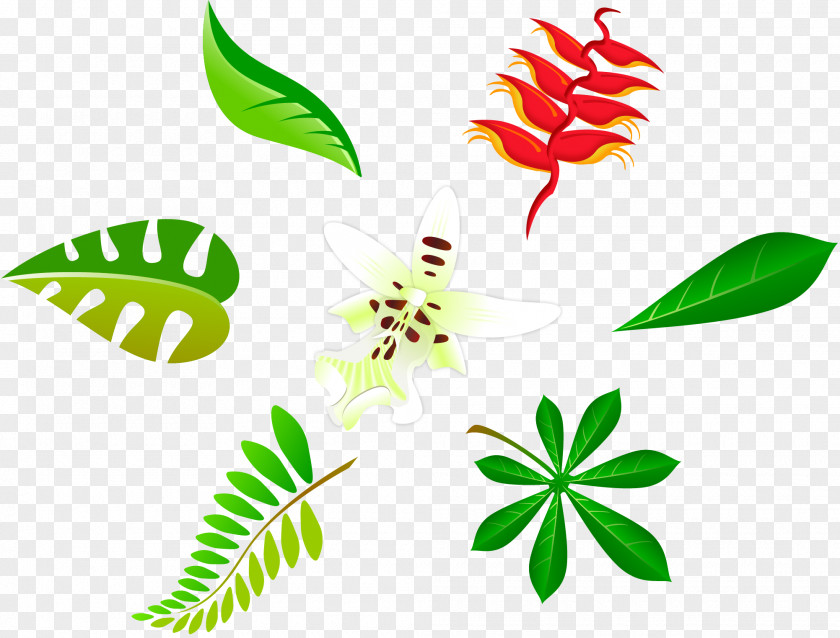 Leaf Function Plant PNG