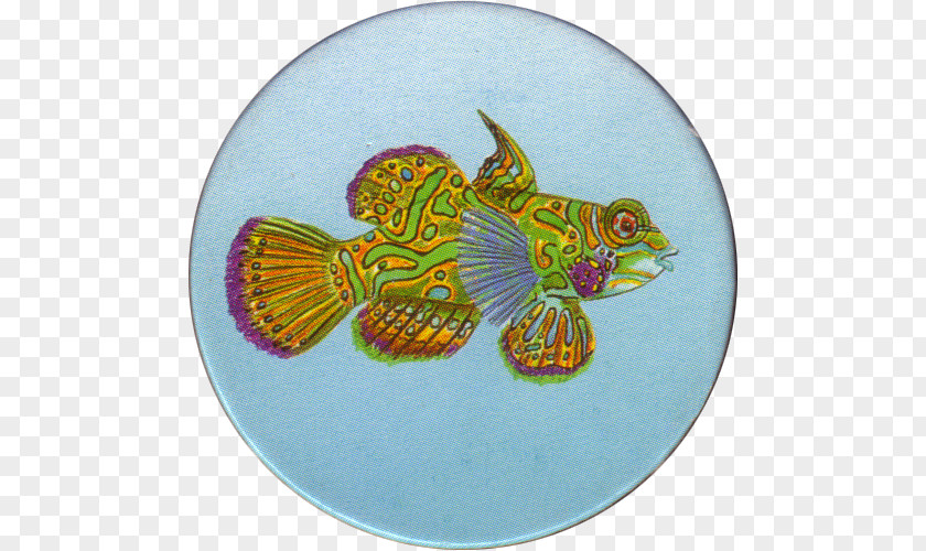 Mandarine Marine Biology Fish PNG