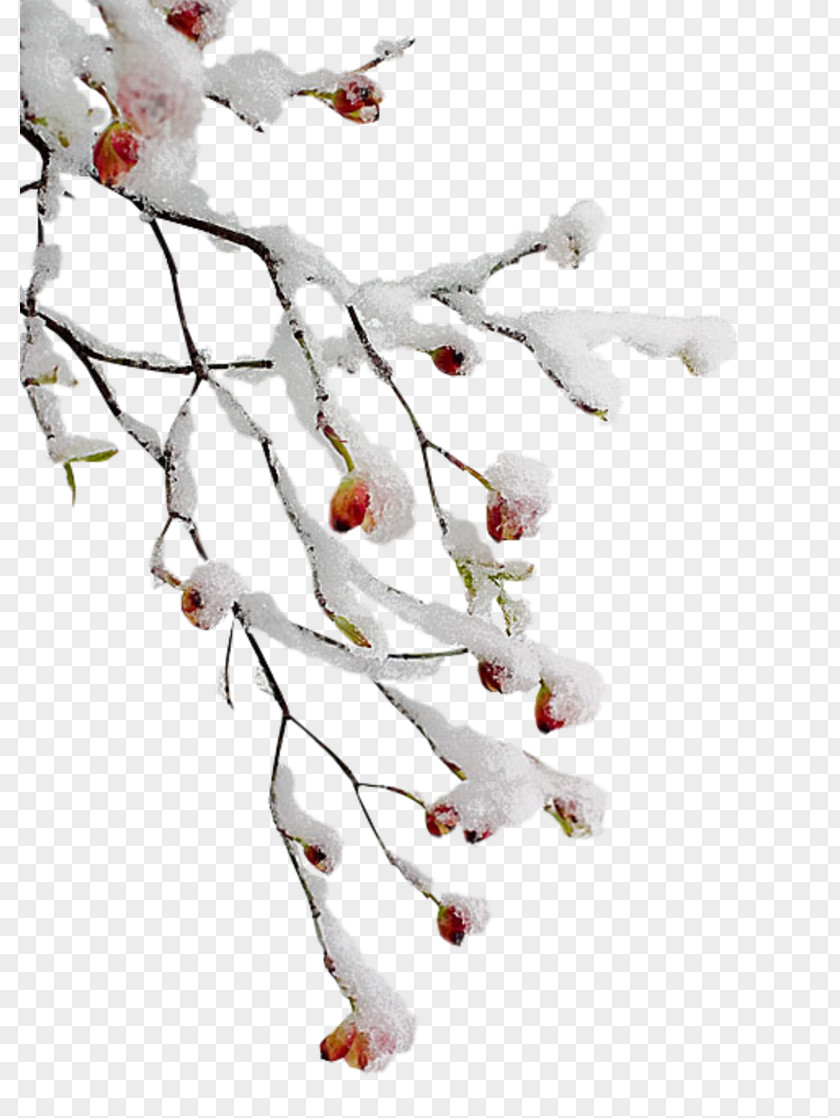 Winter Branches Clip Art GIF Image Branch PNG