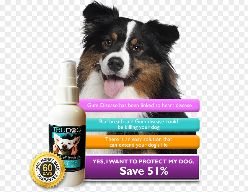 American Society For The Prevention Of Cruelty To Dog Breed Australian Shepherd German Stock Photography Royalty-free PNG