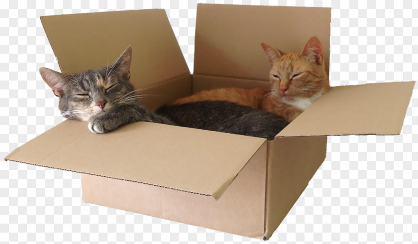 Cat In Box Whiskers Kitten Tree Couch PNG