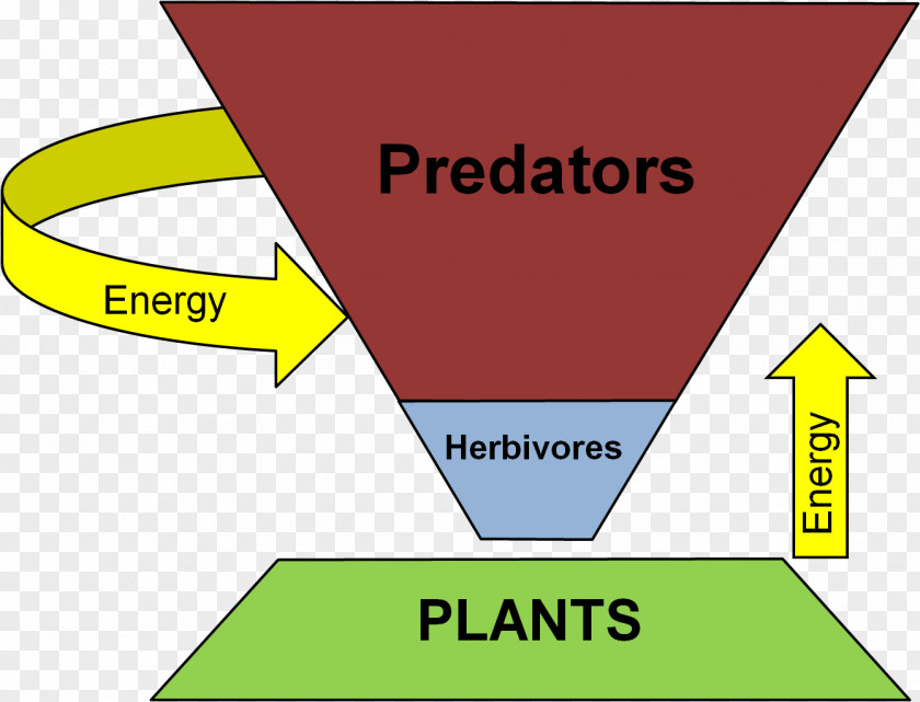 Energy Trophic Level Ecological Pyramid Food Web Ecology Consumer PNG