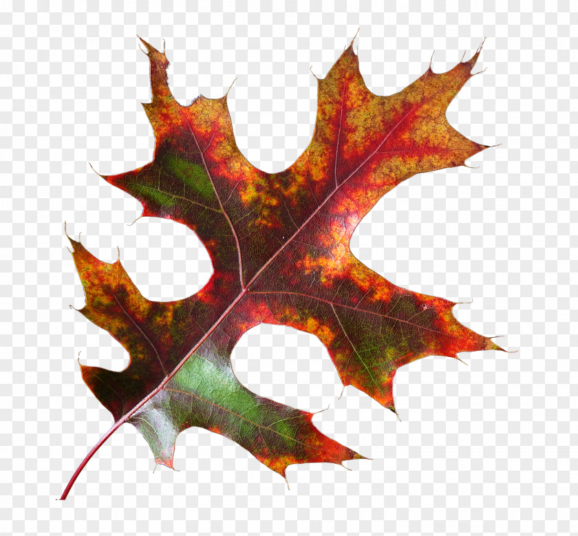 Leaf Maple PNG