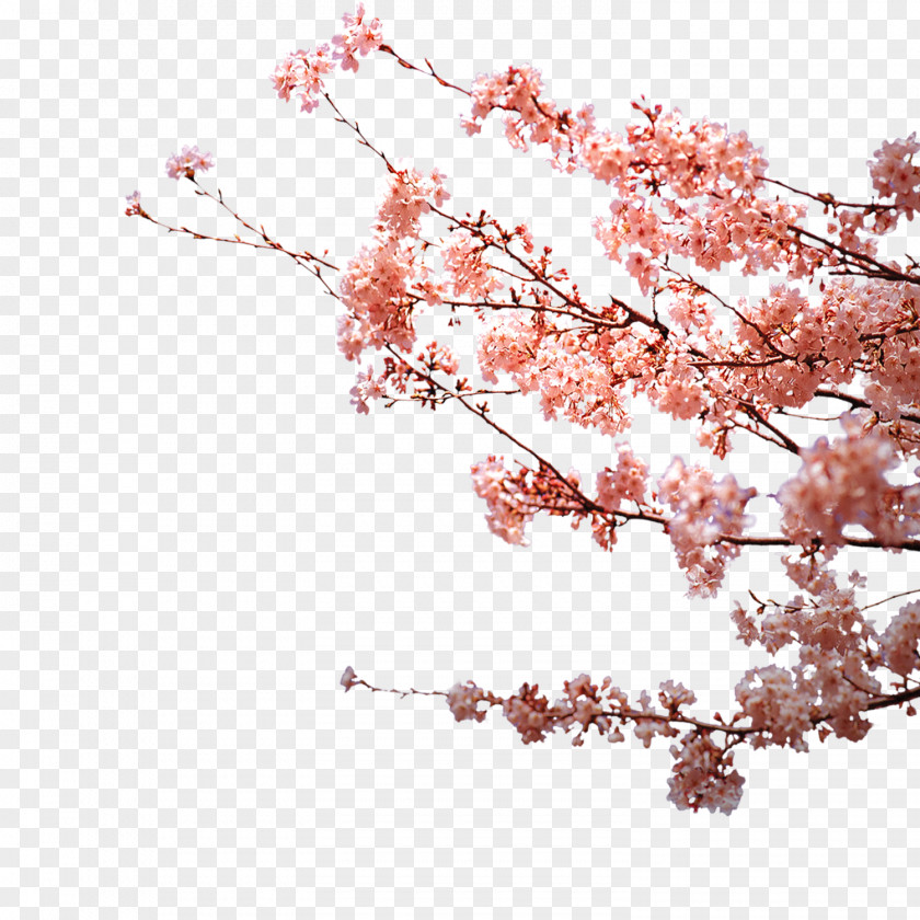 Plum Flower Petal Blossom PNG