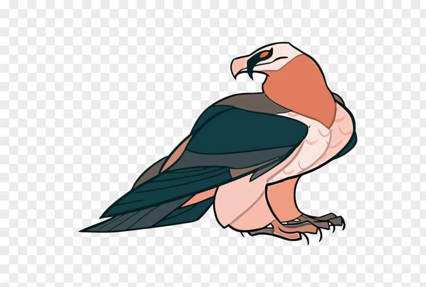 Vector Cartoon Eagle Drawing Bearded Vulture Illustration PNG