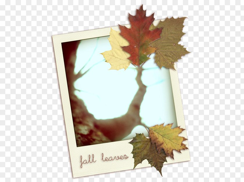 Autumn Invitation Card Multicolor Digital Image Download PNG
