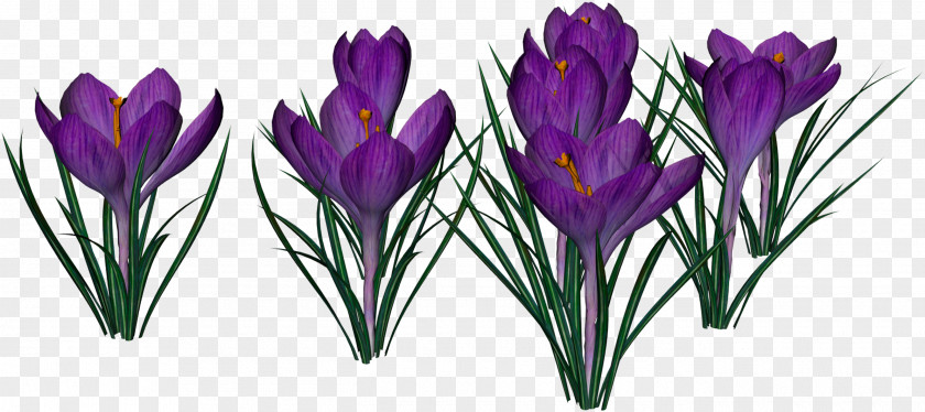 Callalily Crocus City Hall Flower Clip Art PNG