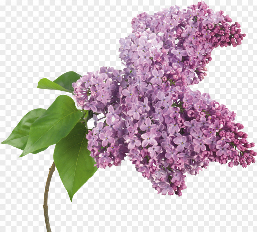 Lilac Clip Art PNG