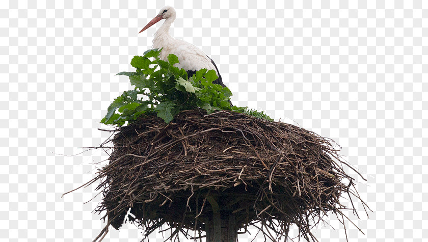 Nest White Stork Bird NEST+m Beak PNG