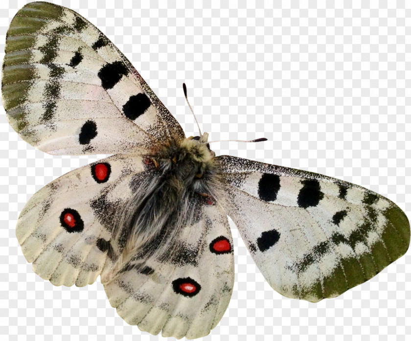 Papillon Butterflies And Moths Clip Art PNG