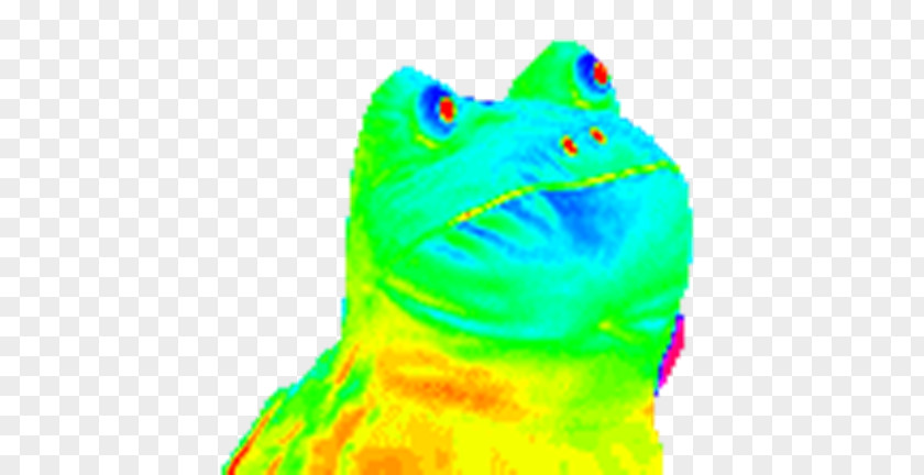 Trippy Frog GIF Tenor Toad Scaphiophryne Gottlebei PNG