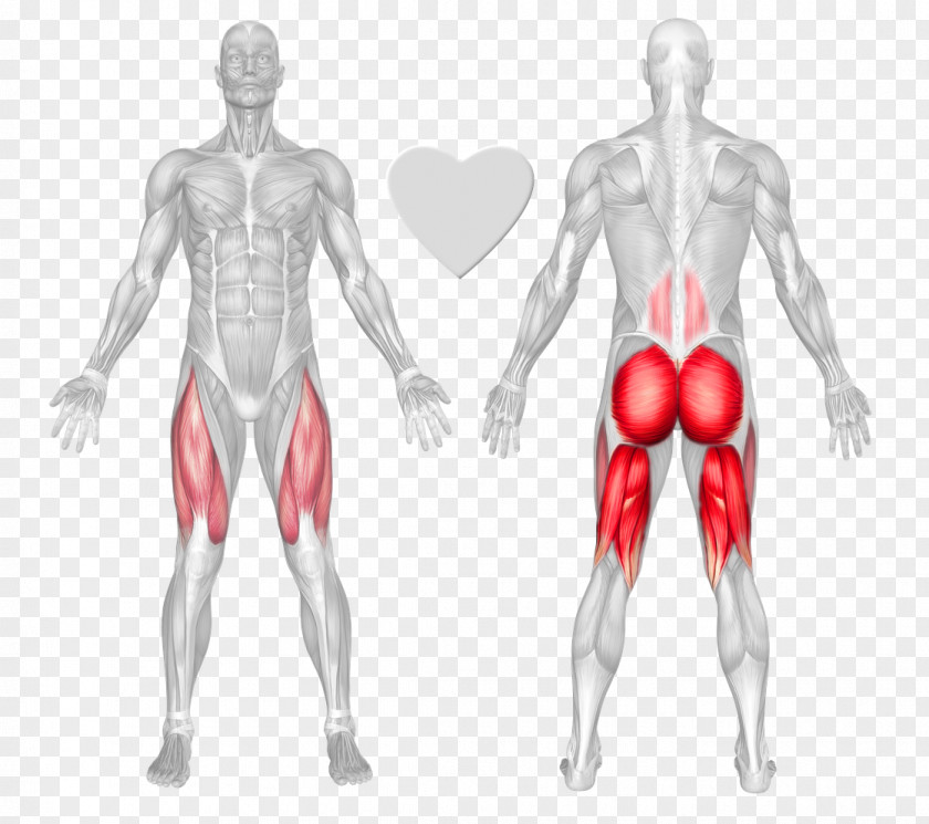 Bridge Gluteus Maximus Gluteal Muscles Hip Exercise PNG