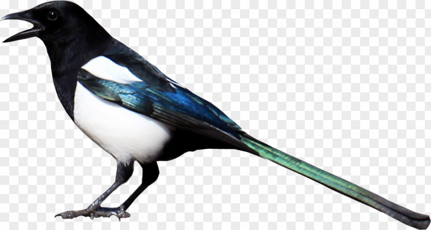 Eurasian Magpie Clip Art PNG