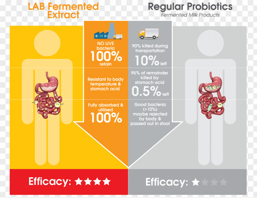 Fermented Milk Products Fermentation Probiotic Yoghurt Bacteria PNG