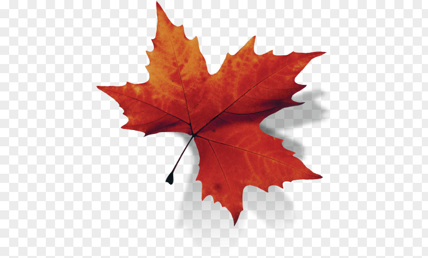 Maple Leaf Background Canada PNG