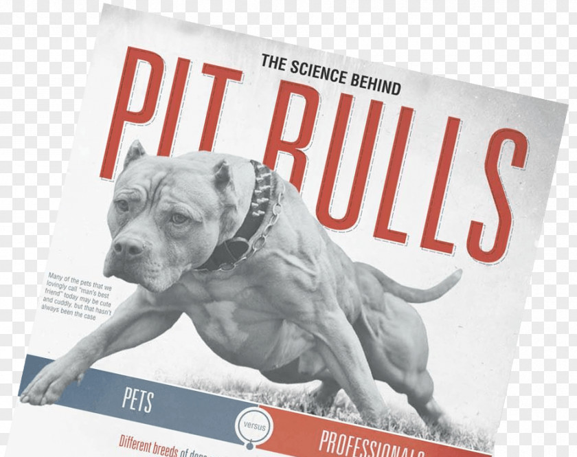 Pitbull American Pit Bull Terrier Bully Puppy PNG