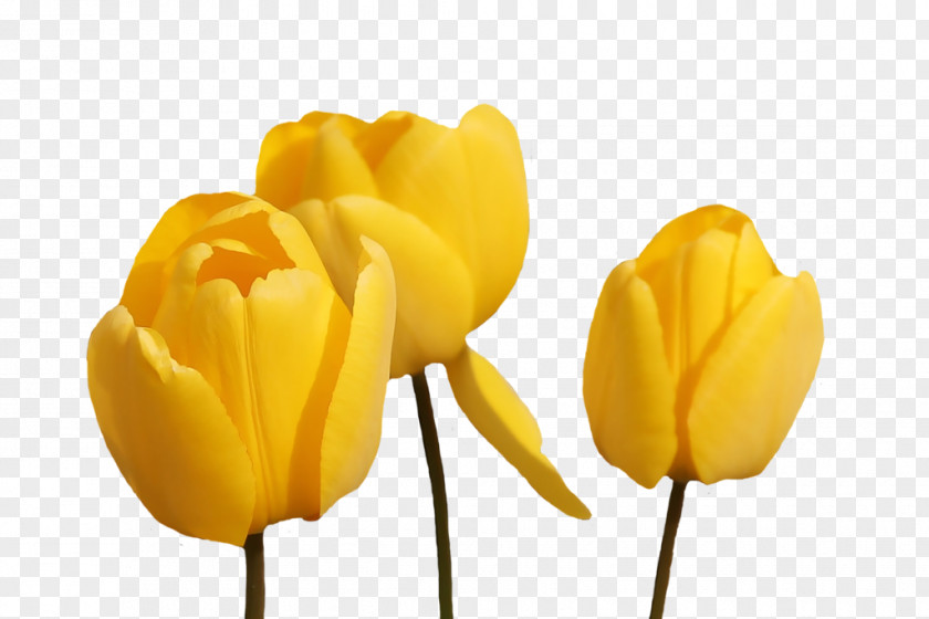 Tulip Vector Desktop Wallpaper Flower Clip Art PNG
