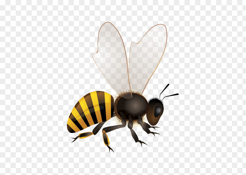Bee Africanized Hornet Bumblebee Clip Art PNG